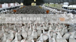 怎样建设大棚养殖黄鳝？