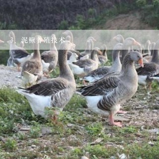 泥鳅养殖技术