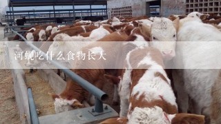 河蚬吃什么食物长大