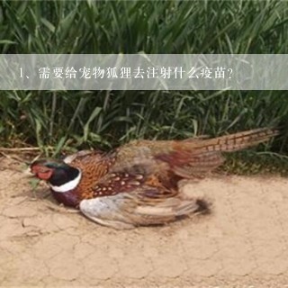 需要给宠物狐狸去注射什么疫苗？