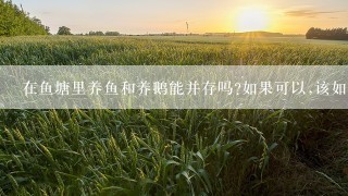 在鱼塘里养鱼和养鹅能并存吗?如果可以,该如何操作?