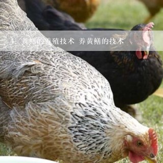 黄鳝的养殖技术 养黄鳝的技术