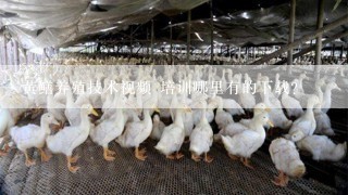 黄鳝养殖技术视频 培训哪里有的下载?