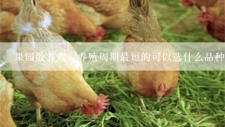 果园散养鸡，养殖周期最短的可以选什么品种，谁能帮我解答一下，谢谢？