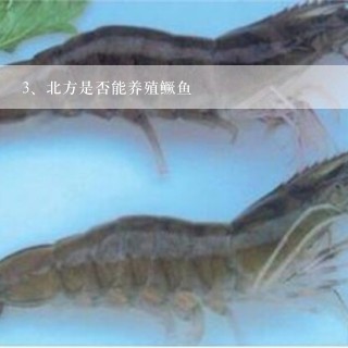 北方是否能养殖鳜鱼