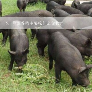 草龙养殖主要吃什么食物？