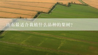 山东最适合栽植什么品种的梨树？