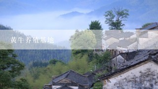 黄牛养殖基地