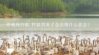 养殖场竹鼠 竹鼠胃炎了会出现什么状态?