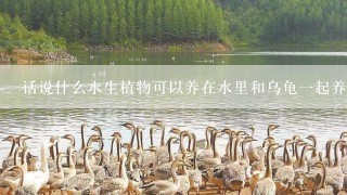 话说什么水生植物可以养在水里和乌龟一起养的？