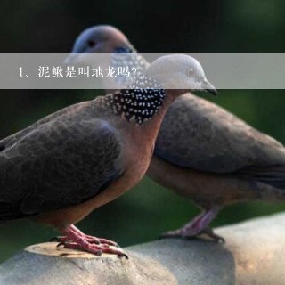 泥鳅是叫地龙吗？