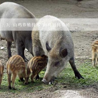 山鸡养殖技术 山鸡如何养殖