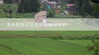 多肉植物岩牡丹应该如何养护