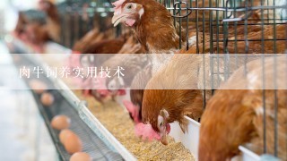 肉牛饲养实用技术