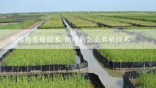 细鳞鱼养殖技术 细鳞鱼怎么养殖技术