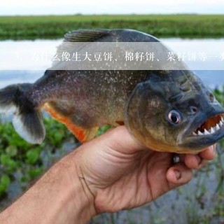 为什么像生大豆饼、棉籽饼、菜籽饼等一类的油饼不宜