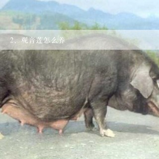 观音莲怎么养