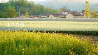 生菜养殖