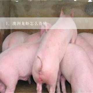 澳洲龙虾怎么养殖