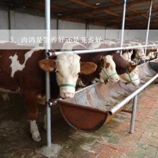 肉鸽是散养好还是笼养好