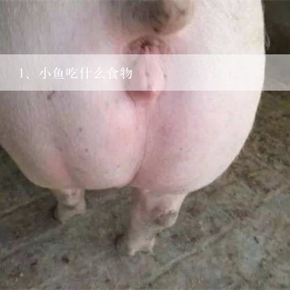 小鱼吃什么食物