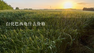 白化巴西龟什么价格