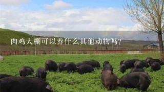 肉鸡大棚可以养什么其他动物吗？