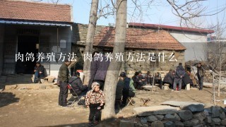 肉鸽养殖方法 肉鸽养殖方法是什么