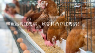 鲫鱼出现红鳃病，该怎样治疗红鳃病？