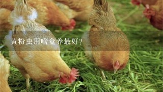 黄粉虫用啥盒养最好?