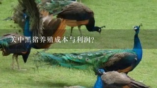 关中黑猪养殖成本与利润？