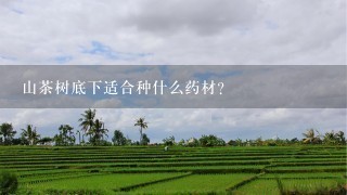 山茶树底下适合种什么药材？