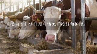 南美白对虾转肝期应该怎样控料和护理？