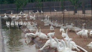 鳗苗捕捉方法？