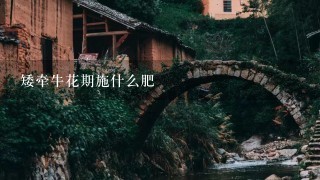 矮牵牛花期施什么肥