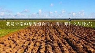 我是云南的想养殖肉牛，请问养什么品种好？