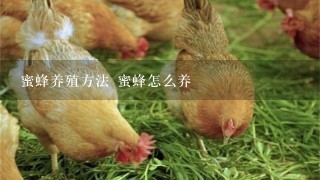 蜜蜂养殖方法 蜜蜂怎么养