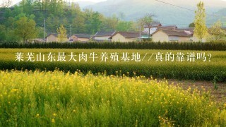 莱芜山东最大肉牛养殖基地//真的靠谱吗？