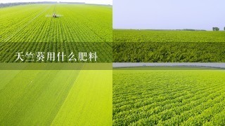 天竺葵用什么肥料