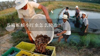 养殖蚯蚓小红虫怎么防冶？