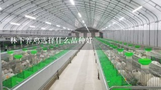 林下养鸡选择什么品种好