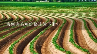 为何肉毛鸡价格连续下滑?