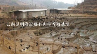 云南昆明附近哪有肉牛养殖基地