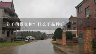 养羊前景如何？什么羊品种好？