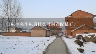 母兔生完小兔后什么时间在配最好？