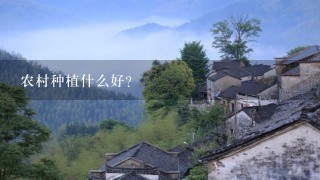 农村种植什么好?