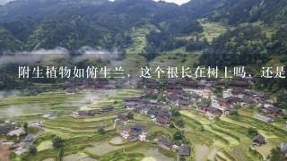 附生植物如俯生兰，这个根长在树上吗，还是泥土里