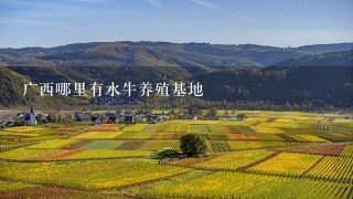 广西哪里有水牛养殖基地