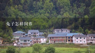 兔子怎样饲养