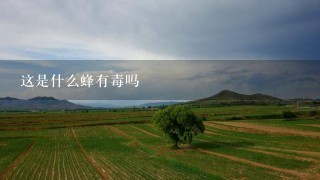 这是什么蜂有毒吗